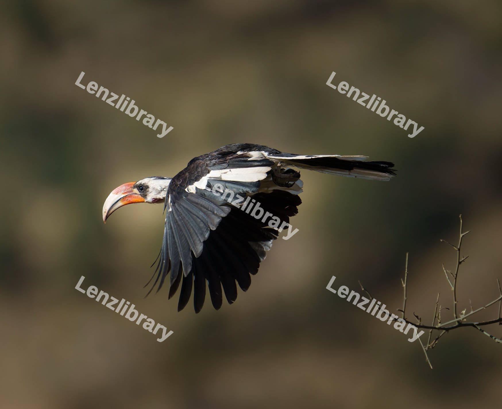 Von der Decken's hornbill bird flying